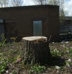 SALFORD PRECINCT TREE CULL